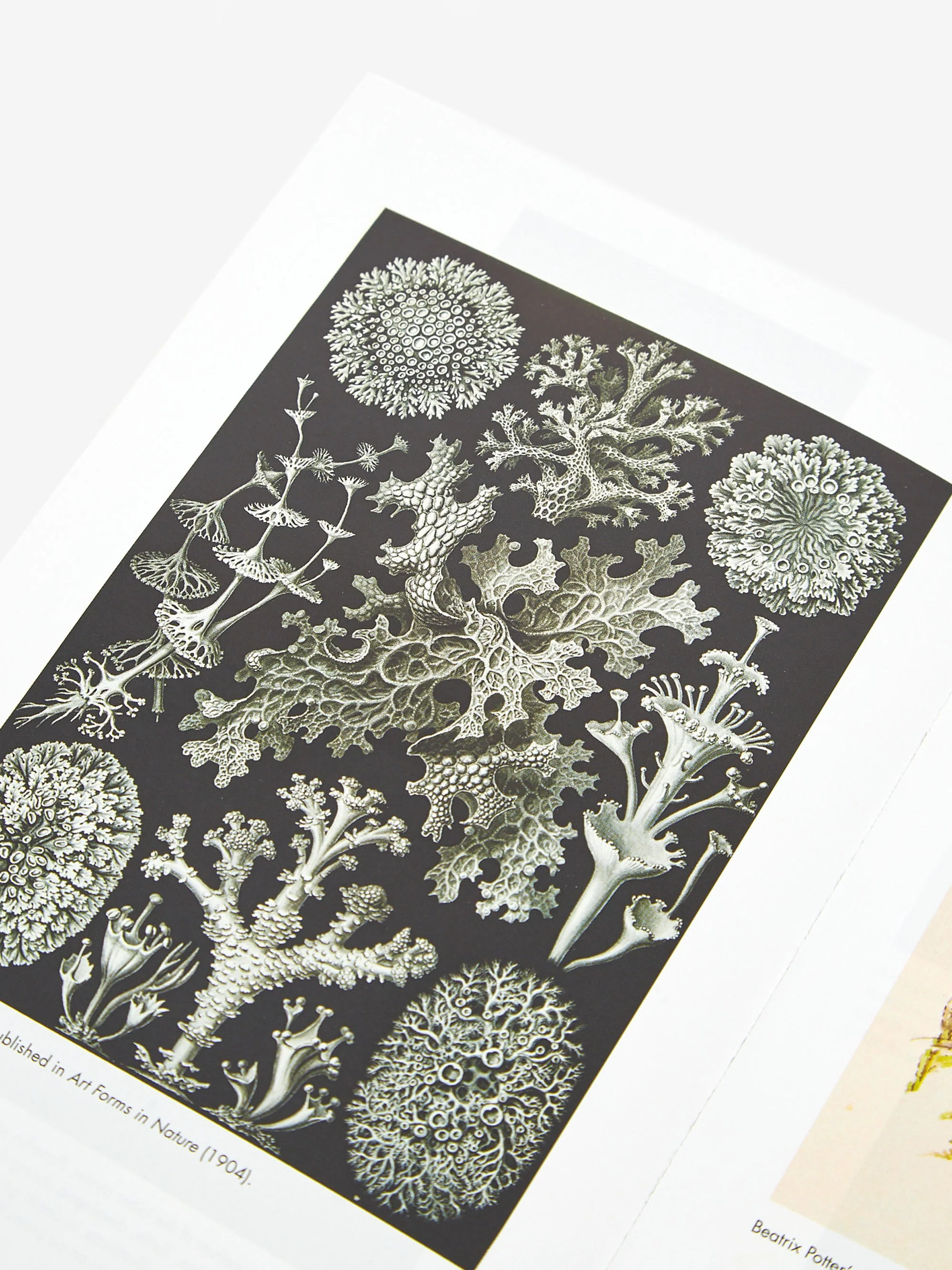 Entangled Life by Merlin Sheldrake - Multi - Image 4