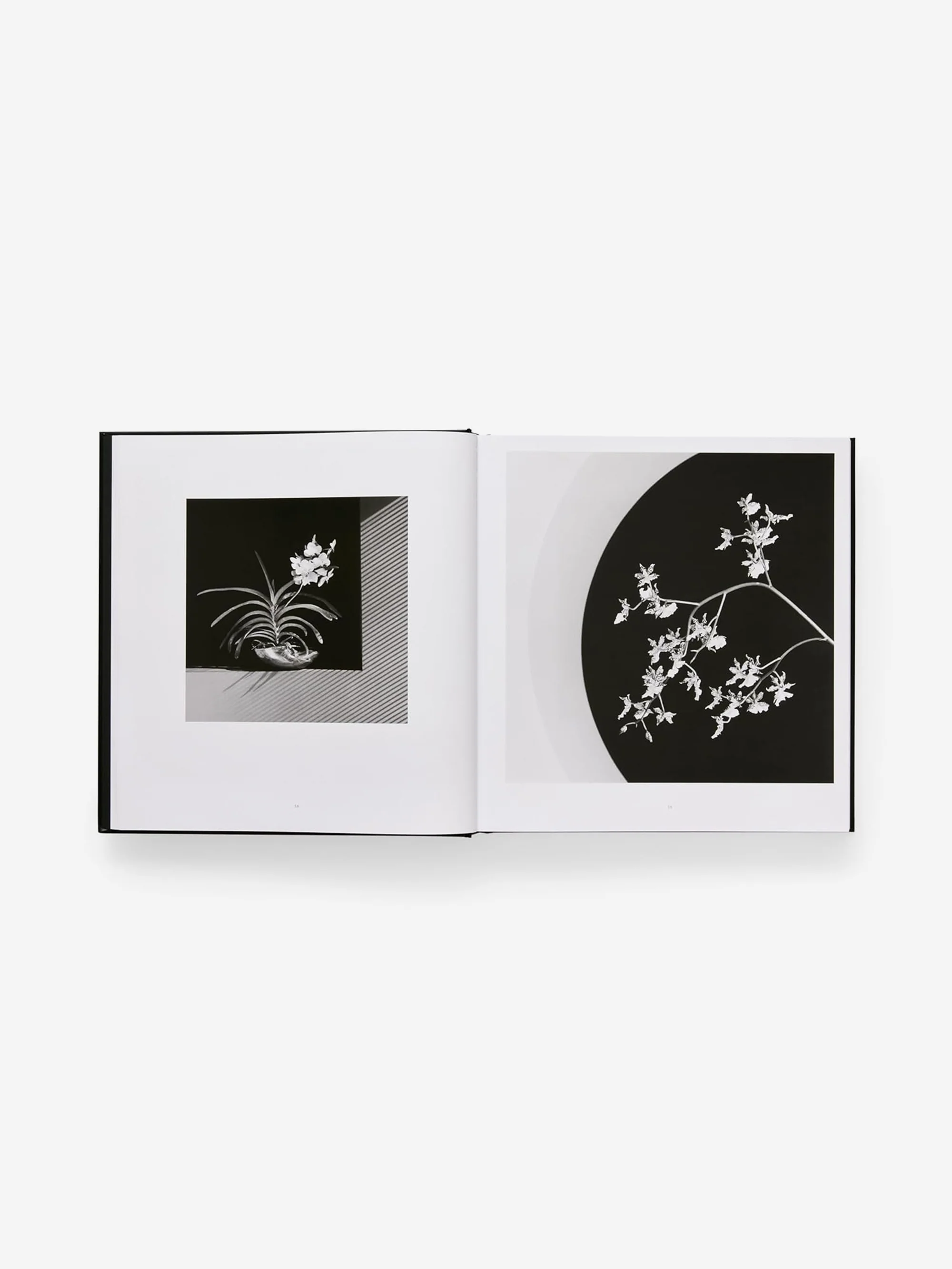 Mapplethorpe Flora: The Complete Flowers - Image 2
