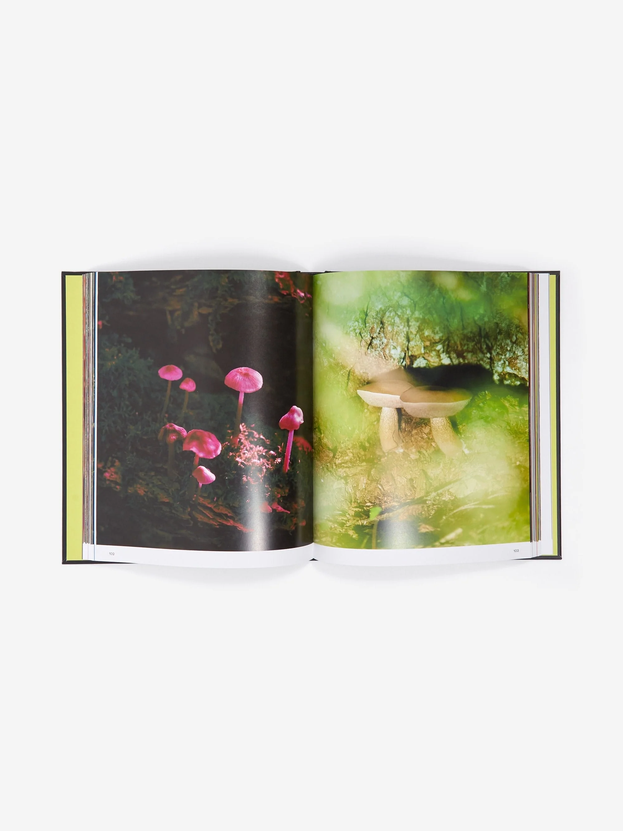 Spores: Magical Mushroom Photography - Image 2